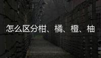 怎么区分柑、橘、橙、柚这四种柑橘类水果？