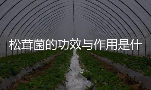 松茸菌的功效与作用是什么？