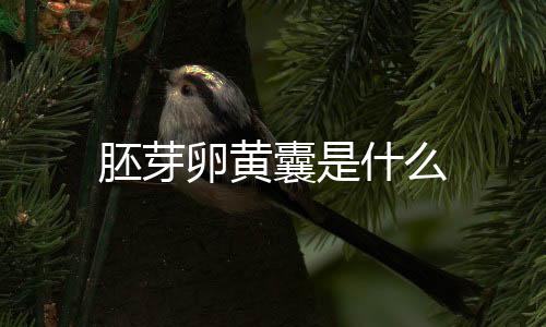 胚芽卵黄囊是什么