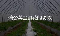 蒲公英金银花的功效